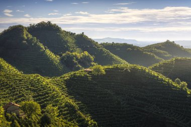 Prosecco Hills, yokuş yukarı üzüm bağları olan manzara. Unesco Dünya Mirası Alanı. Farra di Soligo. Veneto bölgesi, İtalya, Avrupa.