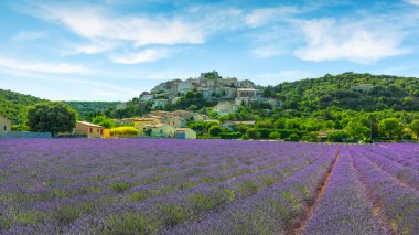 Lavanta tarlası ve Simiane la Rotonde köyü. Alpes-de-Haute-Provence Departmanı, Provence-Alpes-Cote d 'Azur bölgesi, Fransa, Avrupa
