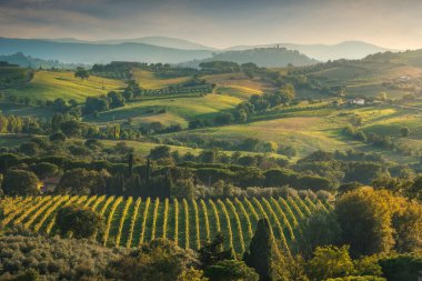 Sonbaharda Morellino di Scansano şarap bağlarının manzarası. Arka planda Montiano köyü. Maremma, Grosseto ili, Toskana bölgesi, İtalya