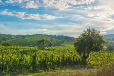 Sonbaharda Morellino di Scansano şarap bağlarının manzarası. Maremma, Grosseto ili, Toskana bölgesi, İtalya