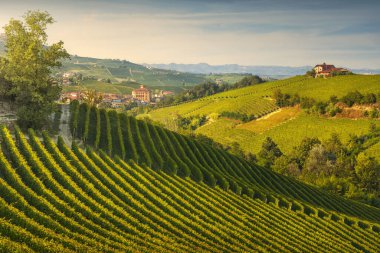 Langhe üzüm bağları günbatımında ve Barolo köyünde ve arka planda kale. Piedmont bölgesi, İtalya, Avrupa