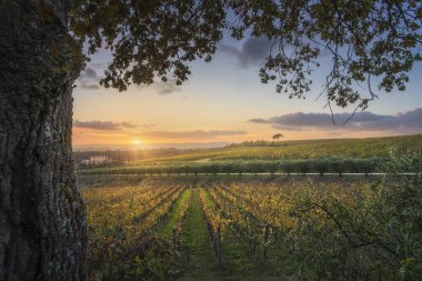 Ağaç ve üzüm bağları, gün batımında Chianti bölgesinde sonbahar manzarası. Pievasciata, Castelnuovo Berardenga, Toskana bölgesi, İtalya