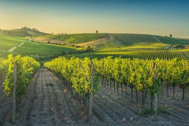 Gün batımında üzüm bağları. Tepenin tepesindeki ağaçlar. Chianti, Toskana bölgesinde Castellina, İtalya, Avrupa.