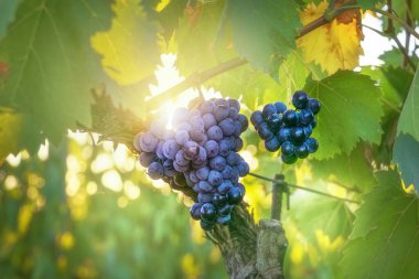 Grape and grapevine in Chianti vineyard and sun. Close up before grape harvest. Tuscany, Italy clipart