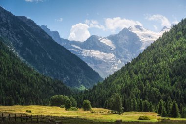 Gran Paradiso Massif ve Valnontey 'deki köknar ağacı ormanı. Cogne, Aosta vadisi bölgesi, İtalya