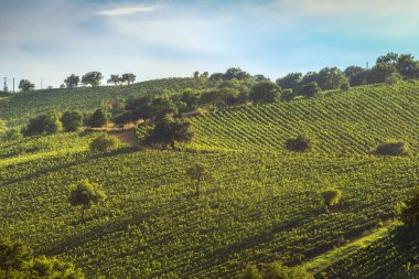 Morellino di Scansano şarap bağlarının manzarası ve sonbaharda birkaç ağaç. Arka planda Montiano köyü. Maremma, Grosseto ili, Toskana bölgesi, İtalya