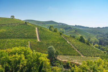 Sabahları Langhe tepelerinde üzüm bağları, Unesco dünya mirası alanı, Piedmont bölgesi, İtalya, Avrupa.