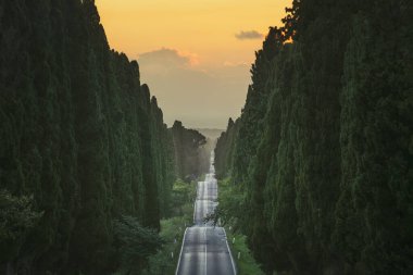 Gün batımında Bolgheri 'nin selvi ağacıyla kaplı bulvarı. Burası Carducci 'nin şiiri Davanti San Guido' nun tarihi bulvarı. Alta Maremma, Toskana bölgesi, İtalya, Avrupa.