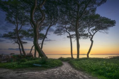 Follonica sahilinde gün batımında denize ve çam ağaçlarına giden yol. Elba Adası 'nın arkasında güneş batıyor. Grosseto ili, Toskana bölgesi, İtalya