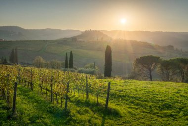 Chianti üzüm bağları sonbaharda gün batımında manzara sunar. Greve in Chianti, Province of Florence, Toskana area, Italy, Europe.
