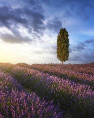 Lavender fields and cypress tree at sunset. Orciano Pisano, Tuscany, Pisa, Italy. Europe clipart