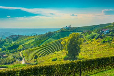 Langhe tepelerindeki üzüm bağları, Unesco dünya mirası alanı. Monforte d 'Alba, Piedmont bölgesi, İtalya, Avrupa.