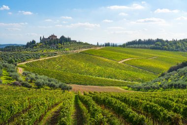 Sonbaharda Chianti Üzüm Bahçeleri 'nde Radda. Vertine, Siena ili, Toskana bölgesi, İtalya, Avrupa.
