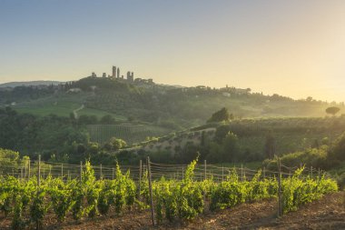 Gün batımında San Gimignano kırsalındaki üzüm bağları. Arka planda San Gimignano köyünün kulelerini görebilirsiniz. Siena ili, Toskana bölgesi, İtalya