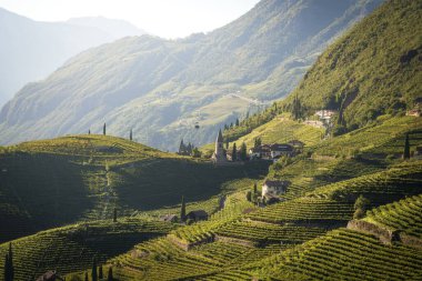Bolzano 'nun Rencio bölgesindeki Santa Maddalena' daki kayan tepelerdeki üzüm bağları. Güney Tyrol bölgesi, İtalya, Avrupa.