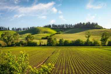 Fields and cultivation along the route of the via Francigena in autumn between Monteroni d'Arbia and Ponte d'Arbia. Province of Siena, Tuscany region. Italy, Europe. clipart