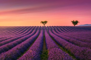 Çiçekli lavanta tarlaları ve Valensole platosunda günbatımında ağaçlar. Provence bölgesi, Fransa