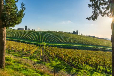 Chianti üzüm bağları sonbaharda manzara ve ağaçlar. Floransa, Toskana bölgesi, İtalya, Avrupa.