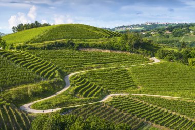 Langhe vineyards and a winding road. Sinio, province of Cuneo, Piedmont region, Italy, Europe. clipart