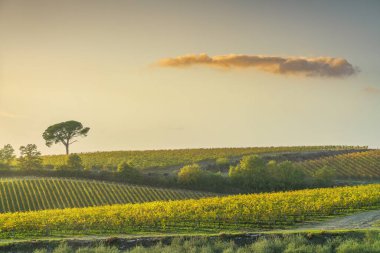 Taş çam ve üzüm bağları, gün batımında Chianti bölgesinde sonbahar manzarası. Pievasciata, Castelnuovo Berardenga, Toskana bölgesi, İtalya