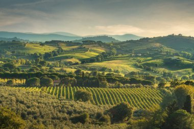Sonbaharda Morellino di Scansano şarap bağlarının manzarası. Arka planda Montiano köyü. Maremma, Grosseto ili, Toskana bölgesi, İtalya