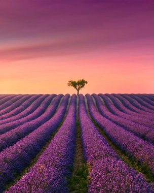 Çiçekli lavanta tarlaları ve Valensole platosunda günbatımında ağaçlar. Provence bölgesi, Fransa