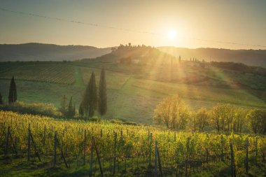 Üzüm bağları ve elektrik teli üzerinde kuşları olan Chianti manzarası. Sonbahar mevsiminde gün batımında manzara. Greve in Chianti, Province of Florence, Toskana area, Italy, Europe.