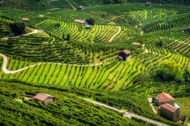 Prosecco Hills, üzüm bağları panoramik hava manzarası ve bazı kır kulübeleri. Valdobbiadene, Treviso ili, Veneto bölgesi, İtalya, Avrupa.