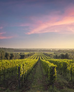 Gün batımında Bolgheri üzüm bağları panoramik manzara. Castagneto Carducci, Toskana bölgesi, İtalya