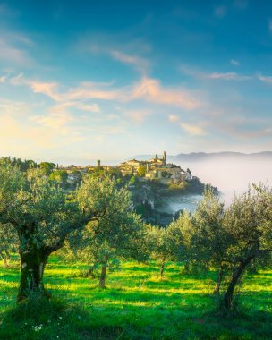 Trevi köyü manzarası ve sonbaharda sisli bir sabahta zeytin ağaçları. Perugia ili, Umbria bölgesi, İtalya, Avrupa