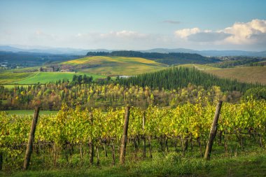 Ön planda üzüm bağları ve arka planda selvi ağaçları olan manzara. Castellina, Chianti, sonbahar sezonu, Toskana bölgesi, İtalya