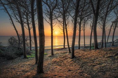 Cecina 'nın Tombolo' sunda gün batımında taş çam ağaçları, plaj ve deniz. Marina di Cecina İtalya 'nın Toskana bölgesinde Alta Maremma' ya seyahat ediyor.