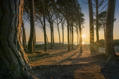 Çam ağaçları, sahil ve deniz gün batımında Cecina 'nın Tombolo' sunda. Marina di Cecina İtalya 'nın Toskana bölgesinde Alta Maremma' ya seyahat ediyor.