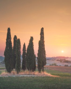 Maremma kırsalında gün batımı manzarası. Yuvarlanan tepelerdeki selvi korusu. Bibbona, Livorno ili, Toskana bölgesi, İtalya