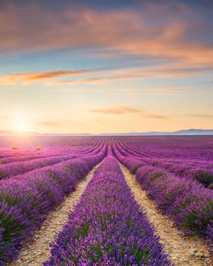 Valensole platosunda günbatımında çiçek açan lavanta tarlası. Provence bölgesi, Fransa