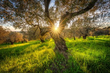 Alta Maremma 'daki eski bir zeytin ağacının ortasında gün batımı güneşi. Casale Marittimo 'daki Olive Grove, Pisa ili, Toskana bölgesi, İtalya Avrupa.