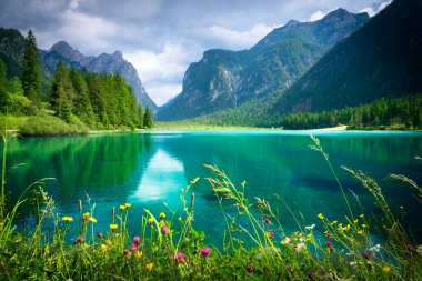Dobbiaco Gölü veya Toblacher See 'nin manzarası. Gölün sularındaki dağların yansıması ve ön plandaki çiçekler. Dolomitler, Pusteria Vadisi, Güney Tyrol, İtalya