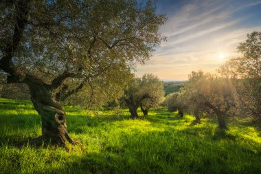 Alta Maremma 'da zeytinlik. Casale Marittimo 'da manzara. Ufukta deniz var. Casale Marittimo, Pisa ili, Toskana bölgesi, İtalya Avrupa.