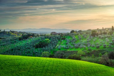 Arka planda Alta Maremma, zeytin koruluğu, deniz, Korsika ve Capraia adaları kırsal alanlar var. Casale Marittimo, Pisa ili, Toskana bölgesi, İtalya Avrupa.