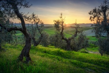 Santa Luce, Colline Pisane 'de gün batımında zeytinlik ve kırsal manzara. Pisa ili, Toskana bölgesi, İtalya, Avrupa
