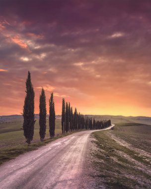 Günbatımından sonra Toskana kırsalında selvi ağacı sıralı yol. Ville di Corsano, Siena, İtalya