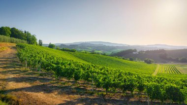 San Gimignano kırsalındaki üzüm bağları, panoramik manzara. Arka planda San Gimignano köyünün kuleleri var. Siena ili, Toskana bölgesi, İtalya