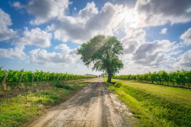 Bolgheri bağları arasında bir köy yolu ve bir ağaç. Alta Maremma, Livorno ili, Toskana bölgesi, İtalya, Avrupa.