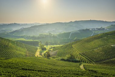 Arka planda Langhe üzüm bağları ve Neive köyü var. Piedmont bölgesi, İtalya Avrupa.