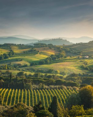 Sonbaharda Morellino di Scansano şarap bağlarının manzarası. Arka planda Montiano köyü. Maremma, Grosseto ili, Toskana bölgesi, İtalya