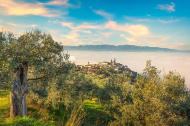 Trevi köyü manzarası ve sonbaharda sisli bir sabahta zeytin ağaçları. Perugia ili, Umbria bölgesi, İtalya, Avrupa