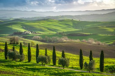 Volterra 'daki selvi ve zeytin ağaçları ve Montecatini Val di Cecina arka planda. Pisa ili, Toskana bölgesi, İtalya