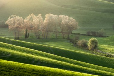 Günbatımında, Colline Pisane kırsalındaki yuvarlanan tepeler arasında baharda açan ağaçlar. Orciano Pisano, Pisa ili, Toskana Bölgesi, İtalya