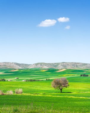 Puglia ya da Apulia kırsal manzarası, zeytin ağacı, ekilmiş tarlalar ve küçük bulutlar. Bahar mevsiminde Murge 'de manzara, Poggiorsini, Bari ili, İtalya