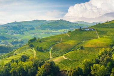 Langhe bölgesinde sabah manzarası, yuvarlanan tepelerde üzüm bağları. Neive, Piedmont bölgesi, İtalya, Avrupa